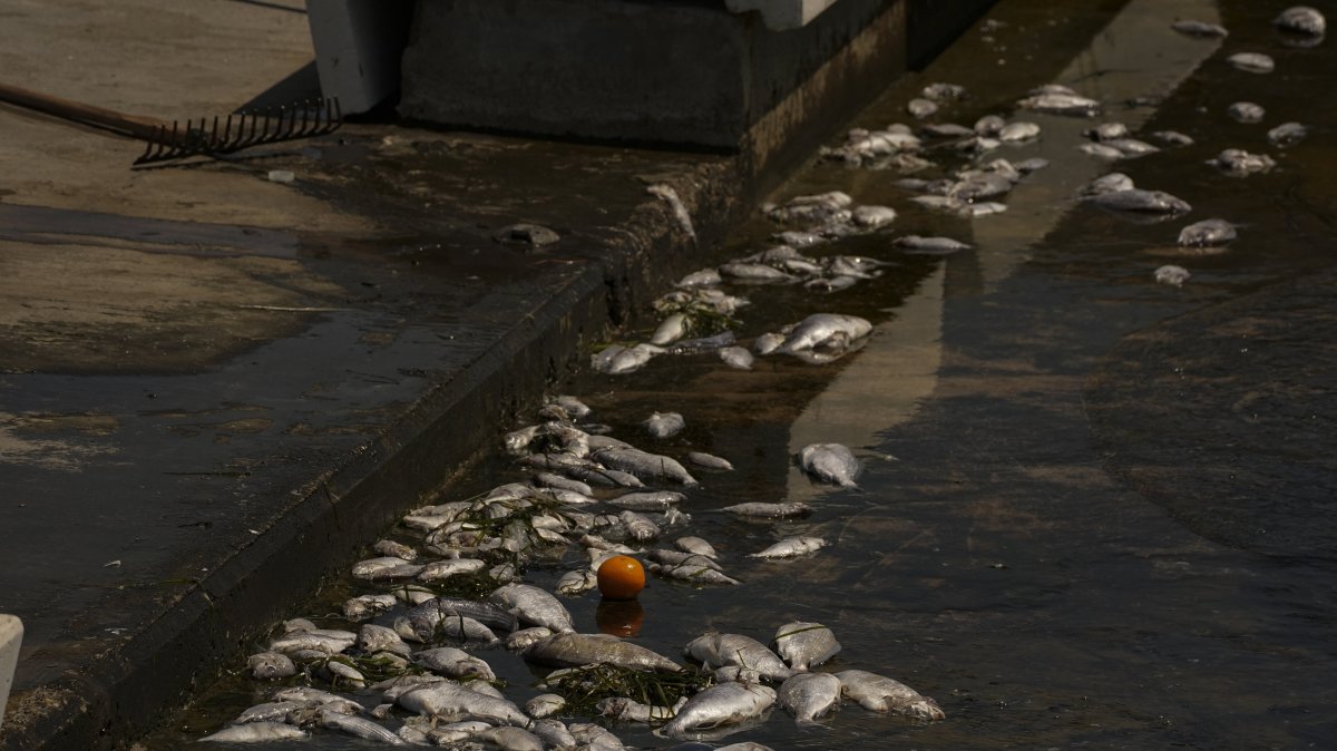 Dead fish wash up along the shoreline as pollution continues to affect the waters in Izmir Bay, Izmir, Türkiye, Aug. 24, 2025. (AA Photo)