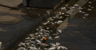 Dead fish wash up along the shoreline as pollution continues to affect the waters in Izmir Bay, Izmir, Türkiye, Aug. 24, 2025. (AA Photo)