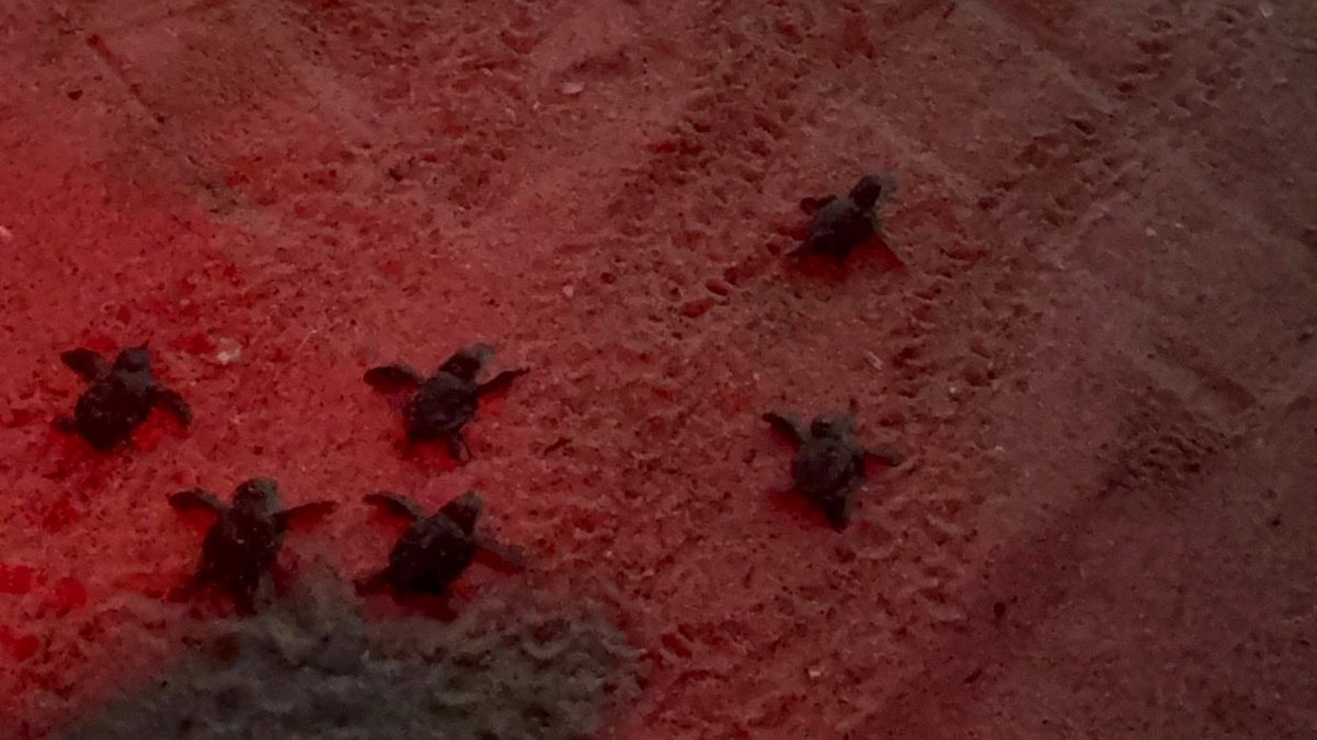 48 baby turtles hatch, reach sea in western Türkiye