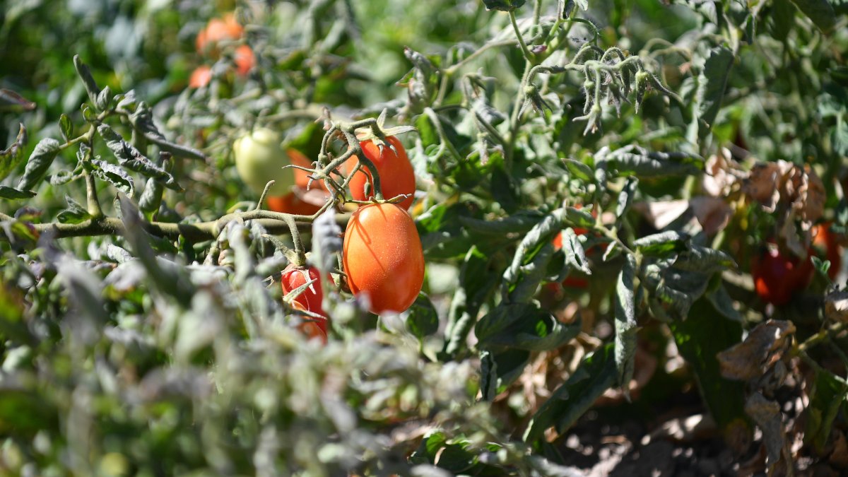 A tomato grows on a plant at a farm producing natural and organic products in Kayseri, central Türkiye, Aug. 24, 2025. (IHA Photo)