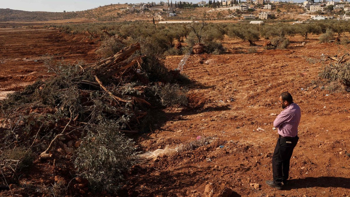  A Palestinian man looks at olive trees uprooted by Israeli soldiers using a bulldozer in the occupied West Bank village of Al-Mughayyir, north of Ramallah, on Aug. 24, 2025. (AFP Photo)