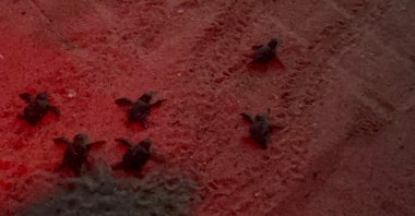 A group of baby loggerhead turtles (Caretta caretta) makes its way from the nest to the sea on Sevgi Beach, Aydın, Türkiye, Aug. 24, 2025. (AA Photo)