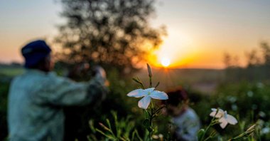 Agricultural workers harvest jasmine flowers at sunrise at a field in the village of Shubra Balula in northern Nile delta province of Gharbiya, Egypt, July 7, 2025. (AFP Photo)