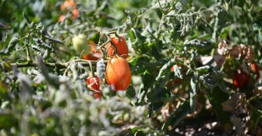 A tomato grows on a plant at a farm producing natural and organic products in Kayseri, central Türkiye, Aug. 24, 2025. (IHA Photo)