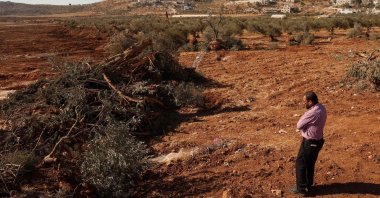  A Palestinian man looks at olive trees uprooted by Israeli soldiers using a bulldozer in the occupied West Bank village of Al-Mughayyir, north of Ramallah, on Aug. 24, 2025. (AFP Photo)