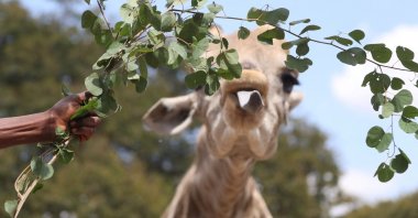 An animal caregiver arrives to feed a giraffe at Wild is Life, in Harare, Zimbabwe, Aug. 14, 2025. (Reuters Photo)