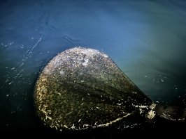 Fishermen haul in nets full of horse mackerel, whiting, and red mullet as the fishing ban in Türkiye ends. Ordu, Türkiye, Sept. 1, 2025. (AA Photo)