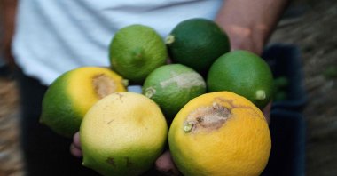 A worker holds lemons affected by global warming during a lemon harvest in Adana, Türkiye, Aug. 27, 2025. (AFP Photo)