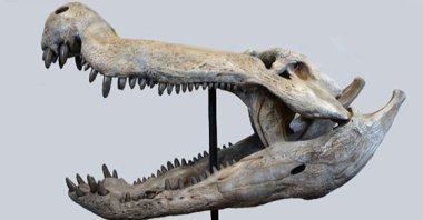 In the southern region of Patagonia, Argentina, paleontologists have uncovered the fossil remains of a massive predator believed to have fed on dinosaurs. (DHA Photo)