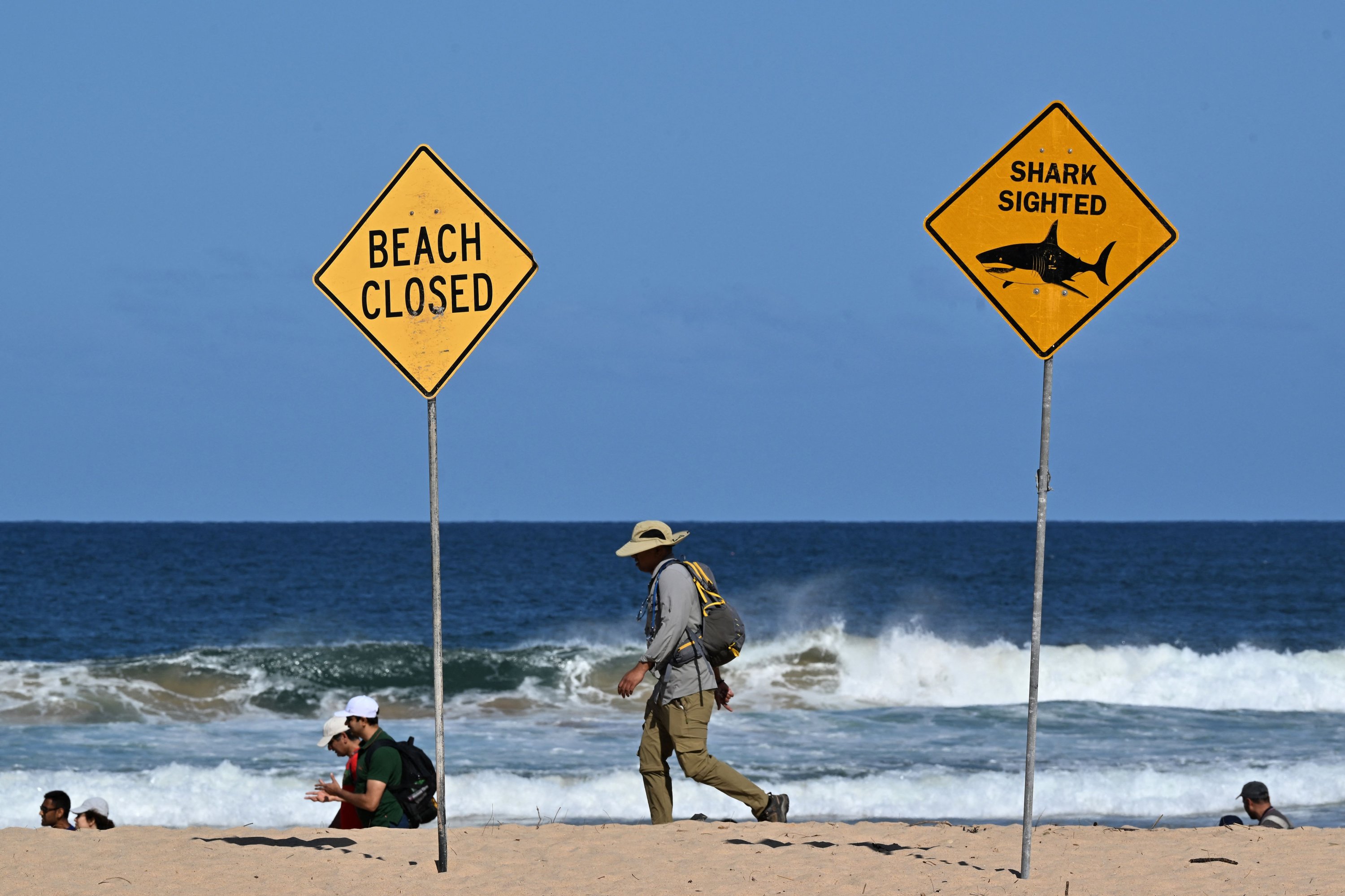 ‘Large shark’ kills man at Sydney beach