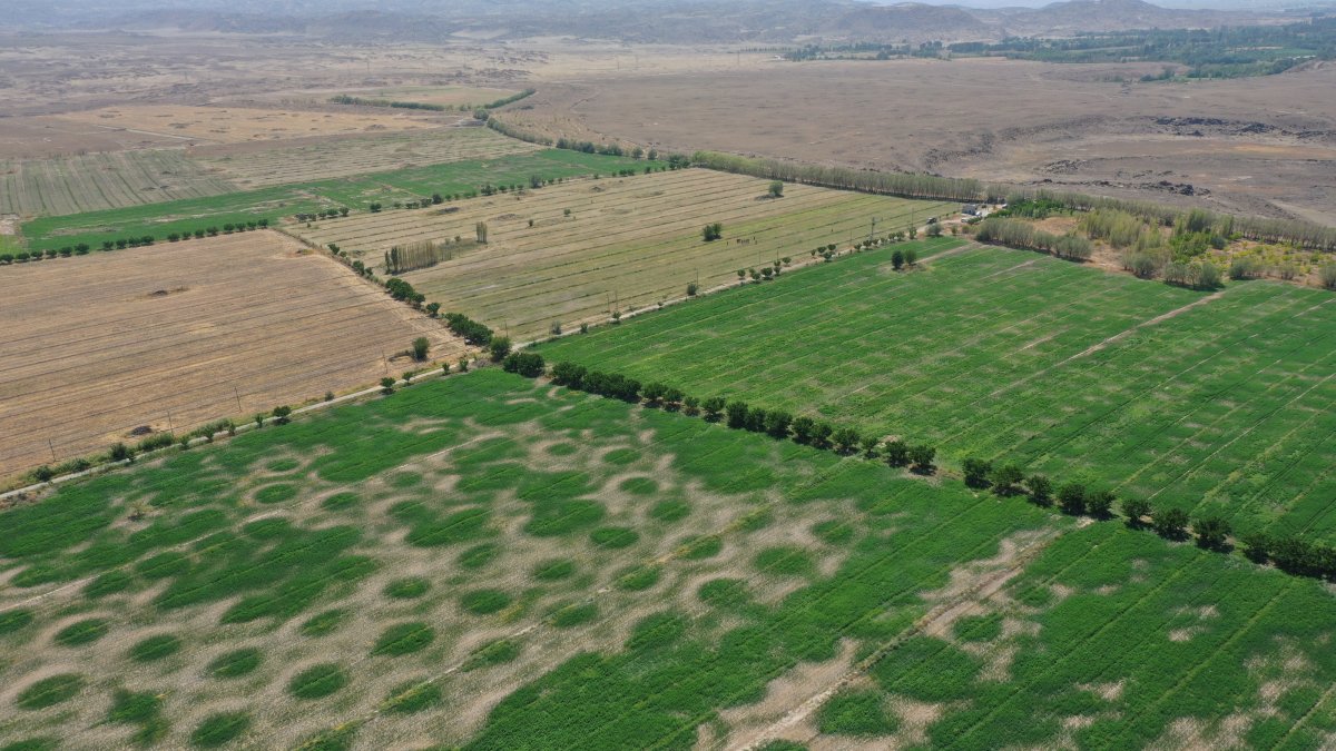 Aerial drone view of 247 acres of once rocky land, now flourishing with green crops in Iğdır, Türkiye, Sept. 8, 2025. (AA Photo)