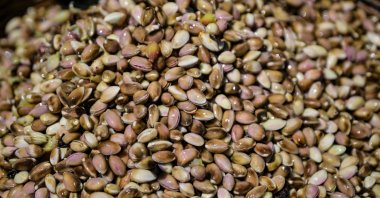 Freshly harvested pistachios in the Greek island of Aegina, Aug. 24, 2025. (AFP Photo)