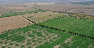 Aerial drone view of 247 acres of once rocky land, now flourishing with green crops in Iğdır, Türkiye, Sept. 8, 2025. (AA Photo)