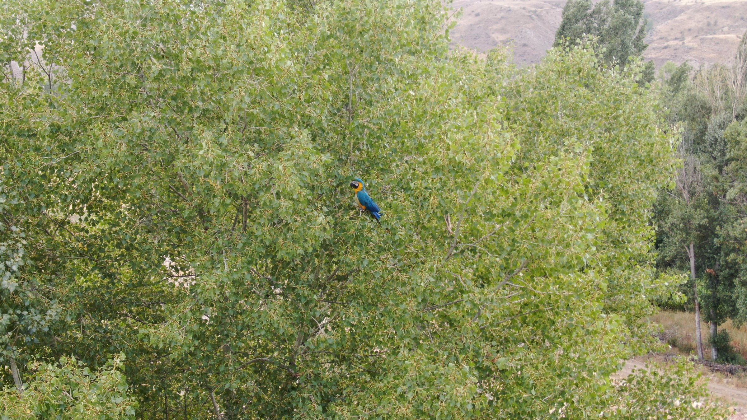 The Russian-speaking parrot perches high in a tree in Sivas, eastern Türkiye, Sept. 9, 2025. (IHA Photo)