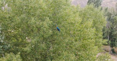 The Russian-speaking parrot perches high in a tree in Sivas, eastern Türkiye, Sept. 9, 2025. (IHA Photo)