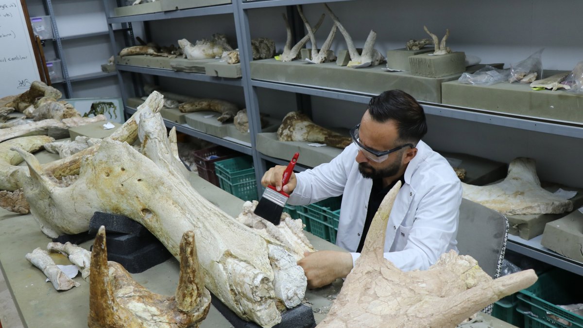 An expert examines elephant fossils uncovered during excavations in Kayseri, central Türkiye, Sept. 3, 2025. (AA Photo)