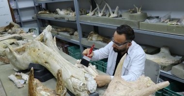 An expert examines elephant fossils uncovered during excavations in Kayseri, central Türkiye, Sept. 3, 2025. (AA Photo)