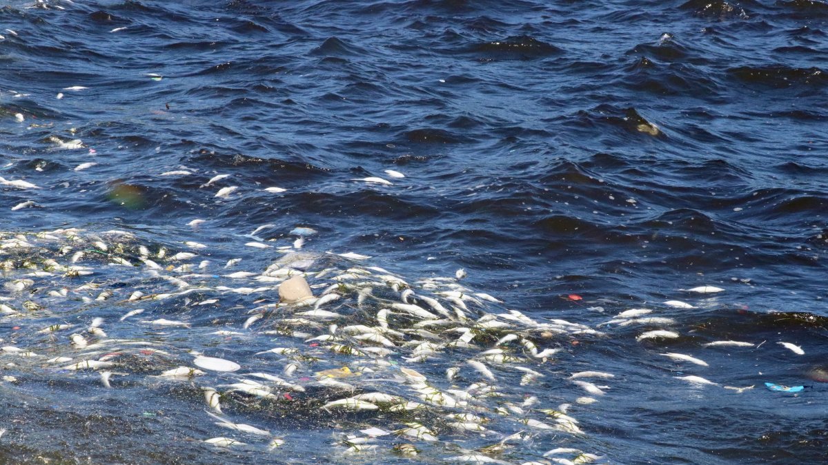Dead fish litter the shore of Izmir Bay as cleanup teams work to remove them, Izmir, Türkiye, Sept. 19, 2025. (AA Photo) 