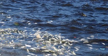 Dead fish litter the shore of Izmir Bay as cleanup teams work to remove them, Izmir, Türkiye, Sept. 19, 2025. (AA Photo) 