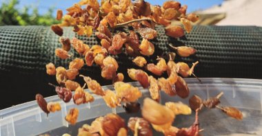 From Sept. 1, 2024, to Aug. 31, 2025, Türkiye exported 153,593 metric tons of seedless raisins. (AA Photo)