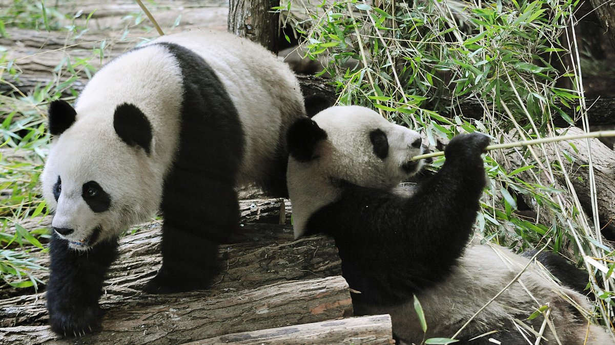 Huan Huan (&quot;happy&quot;) and Yuan Zi (&quot;chubby&quot;), two Chinese pandas, are seen in their enclosure at Beauval zoo, Saint-Aignan, central-western France, Jan. 17, 2012. (AFP Photo)