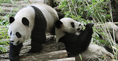 Huan Huan (&quot;happy&quot;) and Yuan Zi (&quot;chubby&quot;), two Chinese pandas, are seen in their enclosure at Beauval zoo, Saint-Aignan, central-western France, Jan. 17, 2012. (AFP Photo)