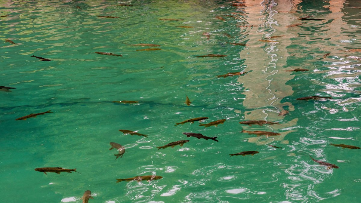 A group of fish swimming in the Black Sea among various species in Türkiye. (Shutterstock Photo) 