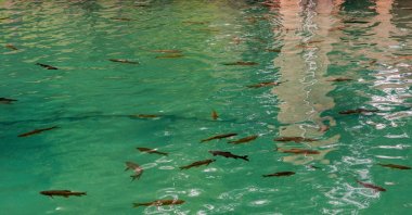 A group of fish swimming in the Black Sea among various species in Türkiye. (Shutterstock Photo) 