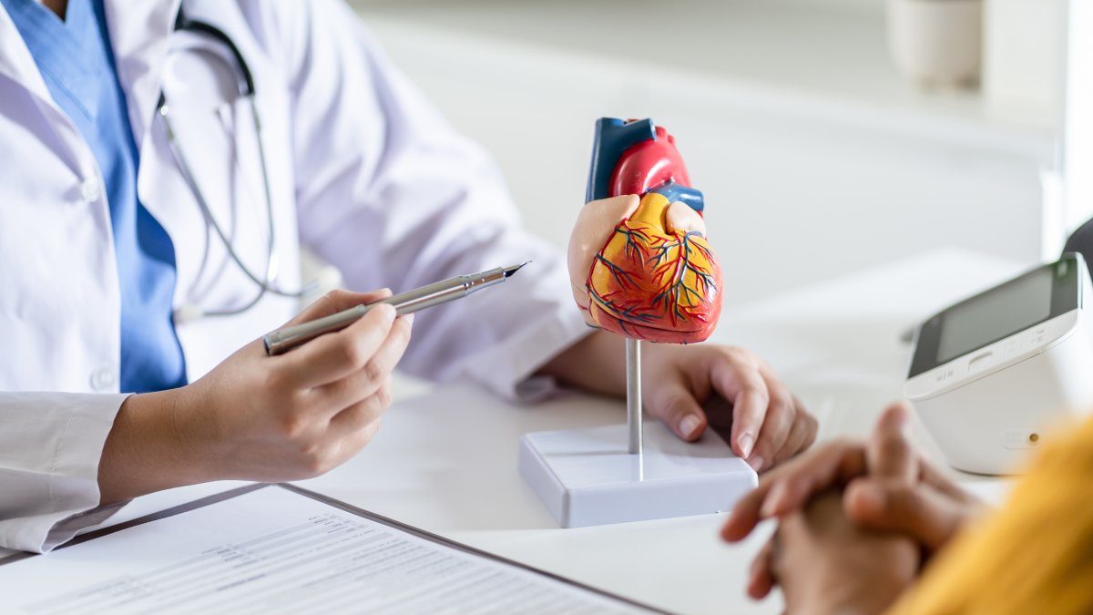 A cardiologist explains heart disease using an anatomical heart model during a consultation with a patient. (Shutterstock Photo)