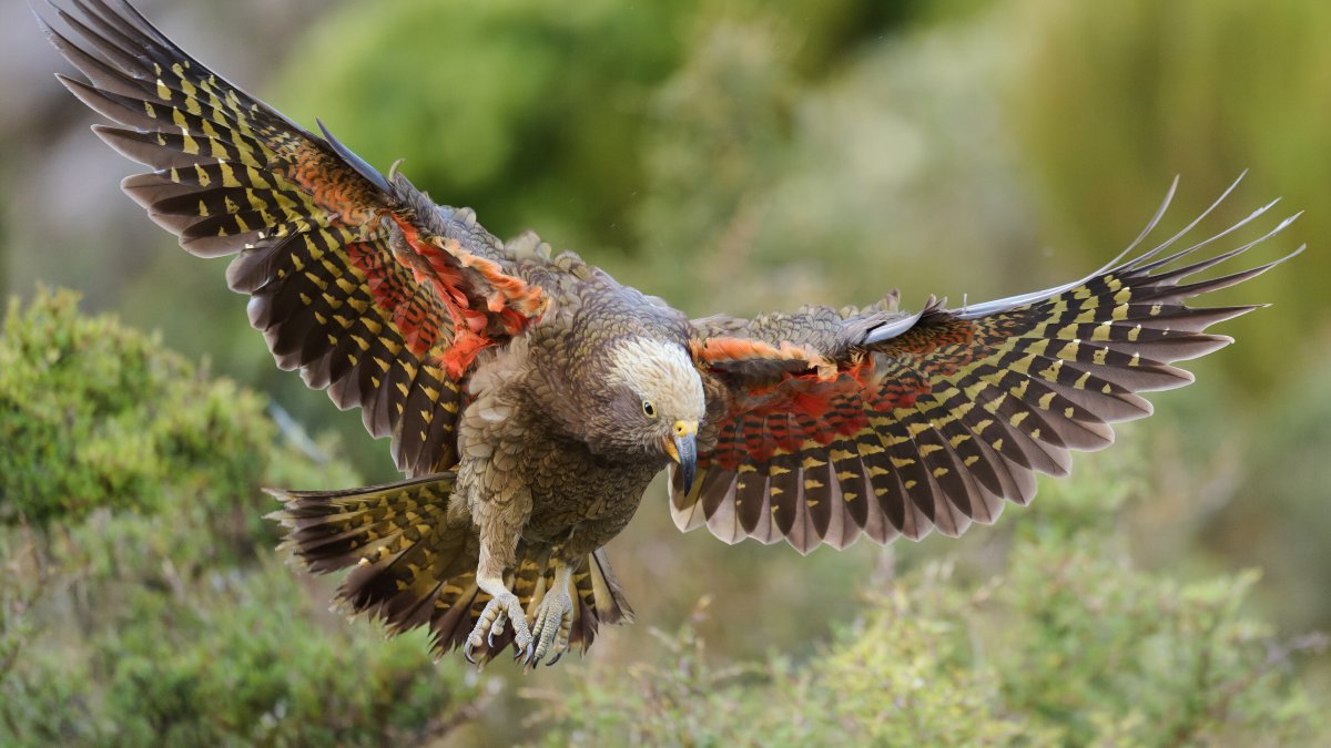 A Kea pictured in Fiordland National Park in New Zealand, Feb. 24, 2024. (AP Photo)
