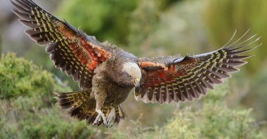 A Kea pictured in Fiordland National Park in New Zealand, Feb. 24, 2024. (AP Photo)