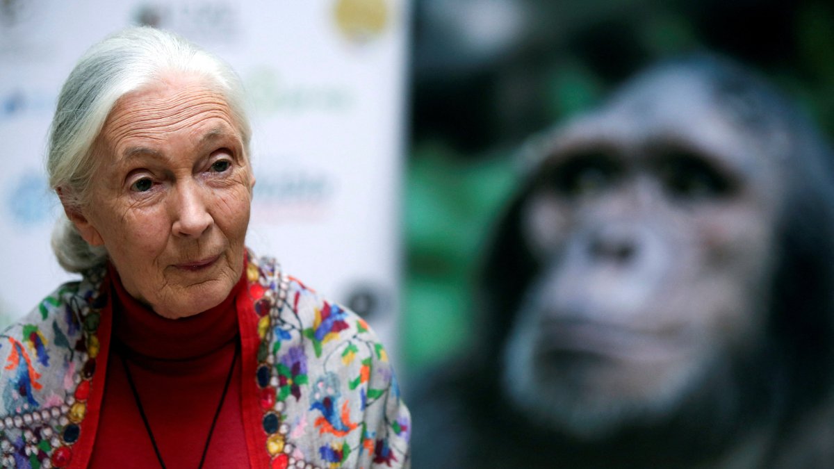 British primatologist, ethologist and anthropologist Jane Goodall speaks during an interview with Reuters in Buenos Aires, Argentina, Nov. 22, 2017. (Reuters Photo)