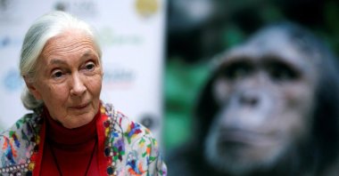 British primatologist, ethologist and anthropologist Jane Goodall speaks during an interview with Reuters in Buenos Aires, Argentina, Nov. 22, 2017. (Reuters Photo)