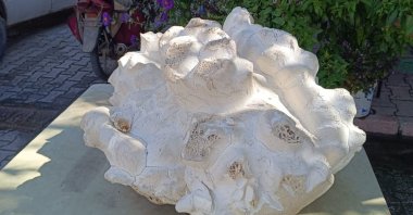 A giant 19-kilogram (42-pound) mushroom found in the Avşar neighborhood of the Taşkent district, Konya, Türkiye, Oct. 3, 2025. (IHA Photo)