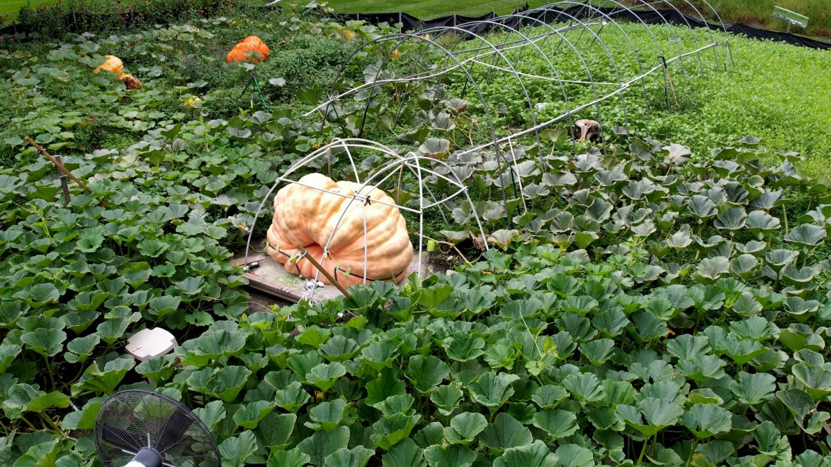 Tony Scott&#039;s pumpkin sits in his Wappingers Falls, N.Y., U.S., Sept. 17, 2025. (AP Photo)