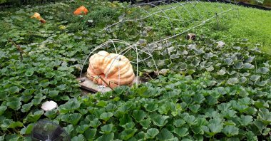 Tony Scott&#039;s pumpkin sits in his Wappingers Falls, N.Y., U.S., Sept. 17, 2025. (AP Photo)