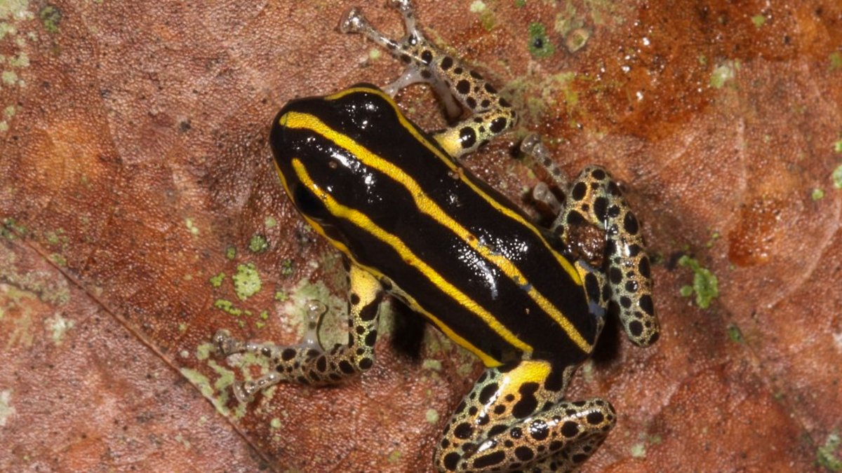 New poisonous frog discovered in Peruvian bamboo forests