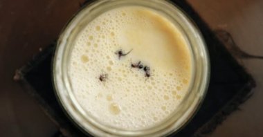 The yogurt made from ants. (Courtesy of David Zilber)