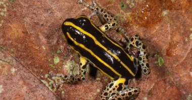 This handout picture released on Oct. 6, 2025, by Peru&#039;s Biodiversity Museum, shows a new variety of amphibian called Ranitomeya hwata. (AFP Photo)