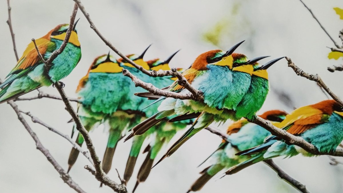 A painting on display at "The World of Birds" exhibition, part of the Malatya Culture Route Festival, Malatya, eastern Türkiye, Oct. 7, 2025. (İHA Photo)