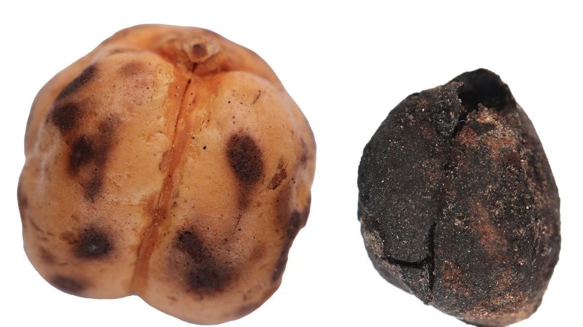 Archaeologists uncovered chickpea remnants – the raw material for roasted chickpeas – at Tavşanlı Höyük, Kütahya, western Türkiye, Oct. 8, 2025. (AA Photo)