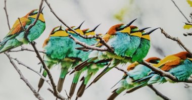 A painting on display at "The World of Birds" exhibition, part of the Malatya Culture Route Festival, Malatya, eastern Türkiye, Oct. 7, 2025. (İHA Photo)