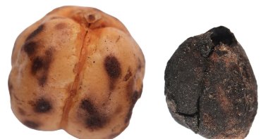 Archaeologists uncovered chickpea remnants – the raw material for roasted chickpeas – at Tavşanlı Höyük, Kütahya, western Türkiye, Oct. 8, 2025. (AA Photo)