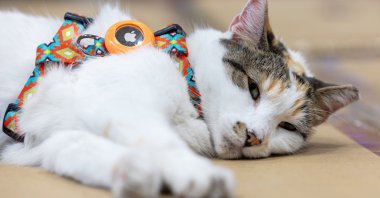 This photo provided by Lowe&#039;s shows Francine, the store cat, in Richmond, Virginia, U.S., Oct. 7, 2025. (AP Photo)