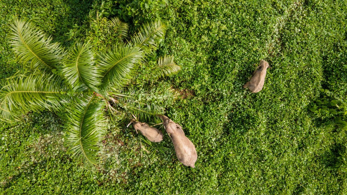 Asia’s elephants face extinction as habitats vanish