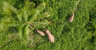 This aerial photo shows a small group of Sumatran elephants feeding near palm oil plantations in Peunaron, eastern Aceh province, Indonesia, Sept. 25, 2025. (AFP Photo)