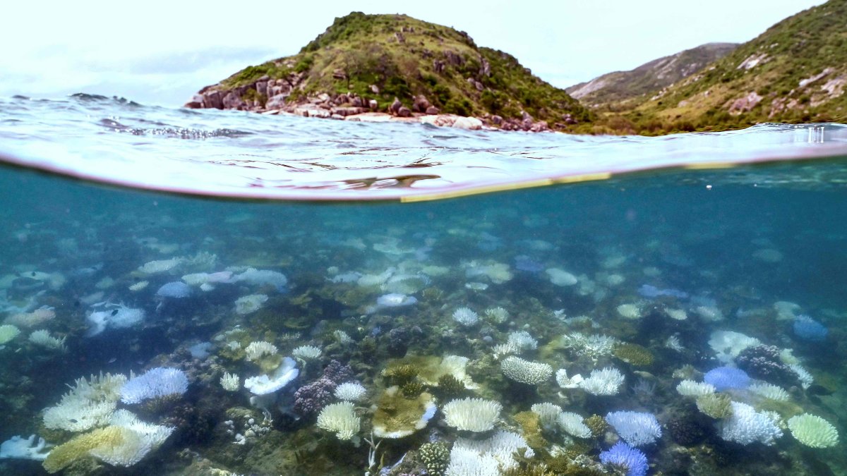 Bleached and dead coral surround Lizard Island on the Great Barrier Reef, about 270 kilometers (167 miles) north of Cairns, Australia, April 5, 2024. (AFP Photo)