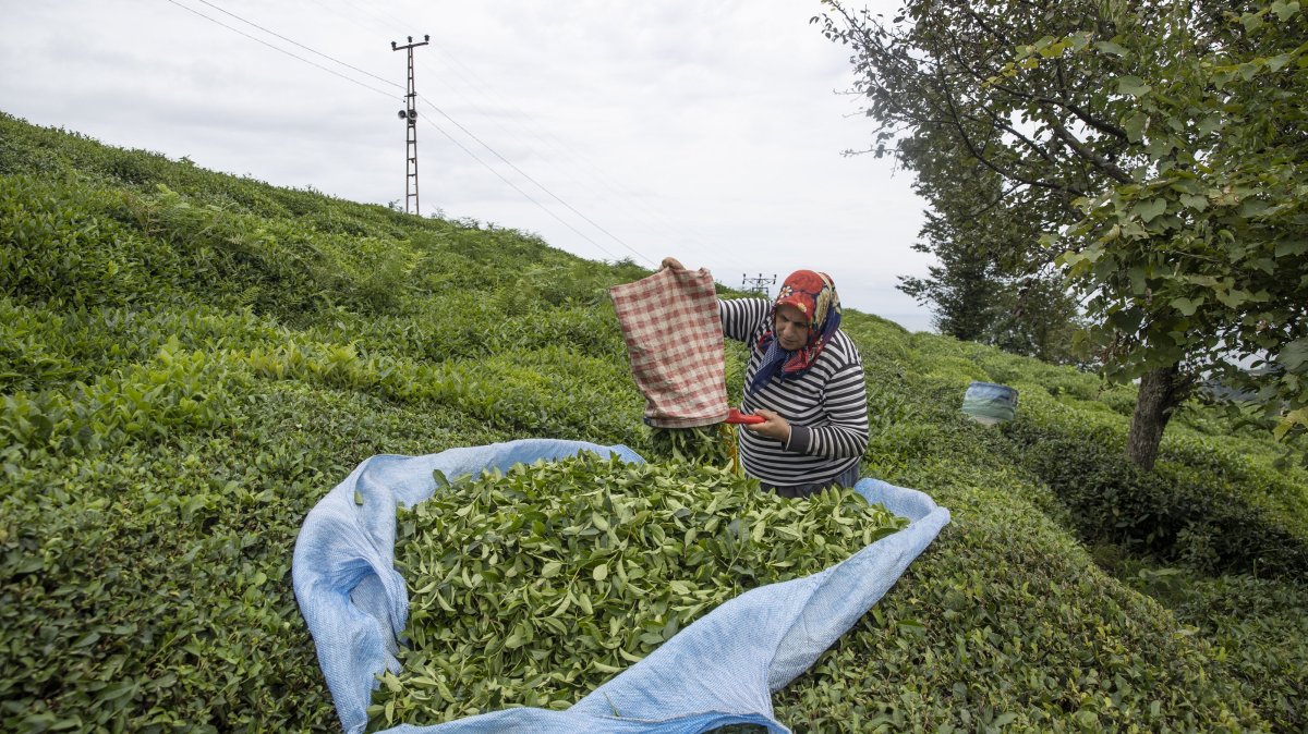 A woman is photographed collecting tea during harvest season, Rize, northern Türkiye, Sept. 18, 2025. (AA Photo)