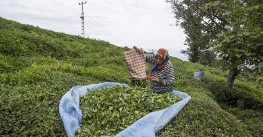 A woman is photographed collecting tea during harvest season, Rize, northern Türkiye, Sept. 18, 2025. (AA Photo)
