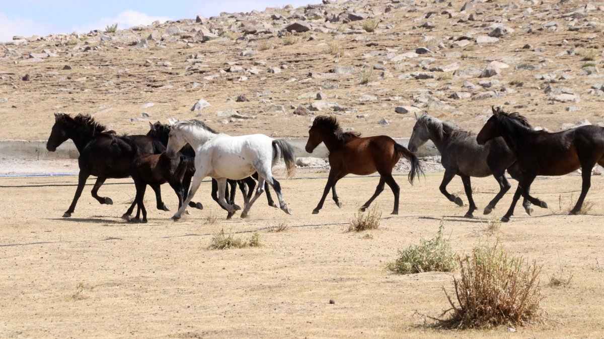 Wild horses, known as “yılkı atları,” run on the slopes of Mount Erciyes in central Türkiye, Oct. 16, 2025. (AA Photo)